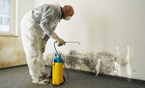 Why You Should Choose Our Mold Remediation Services in Diamondhead, MS